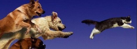 9 tipp a gondtalan kutyasétához, játékhoz